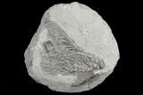 Crinoid (Pachylocrinus) Fossil - Crawfordsville, Indiana #130164-1